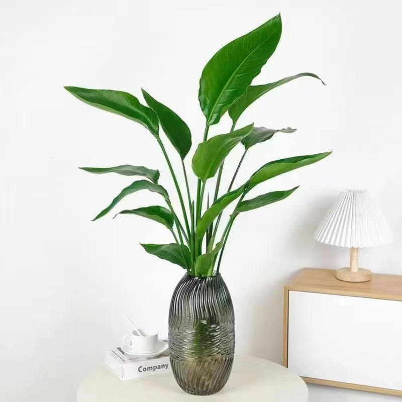【买一送一】大天堂鸟办公室水培绿植室内植物花卉桌面绿植观叶植物
