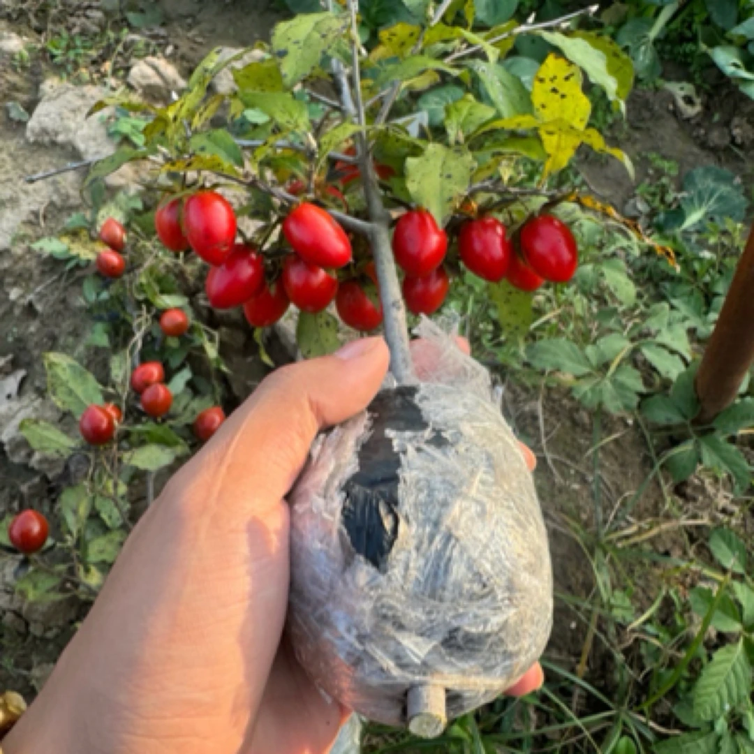 老鸦柿原生苗高压苗【一物一拍】绿植花卉盆栽地栽耐寒耐旱带土球发