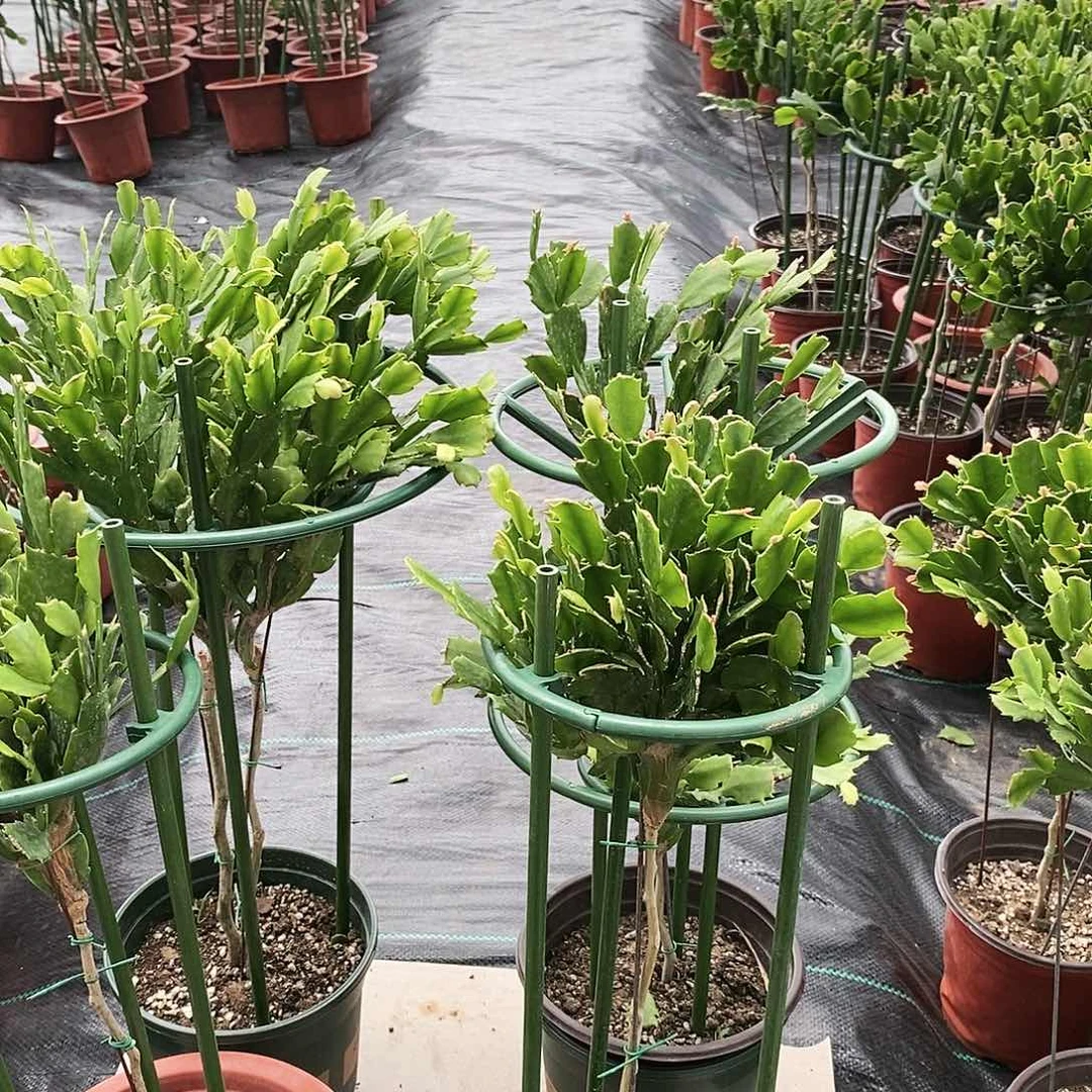 旺*双色单层叶仙嫁接蟹爪兰