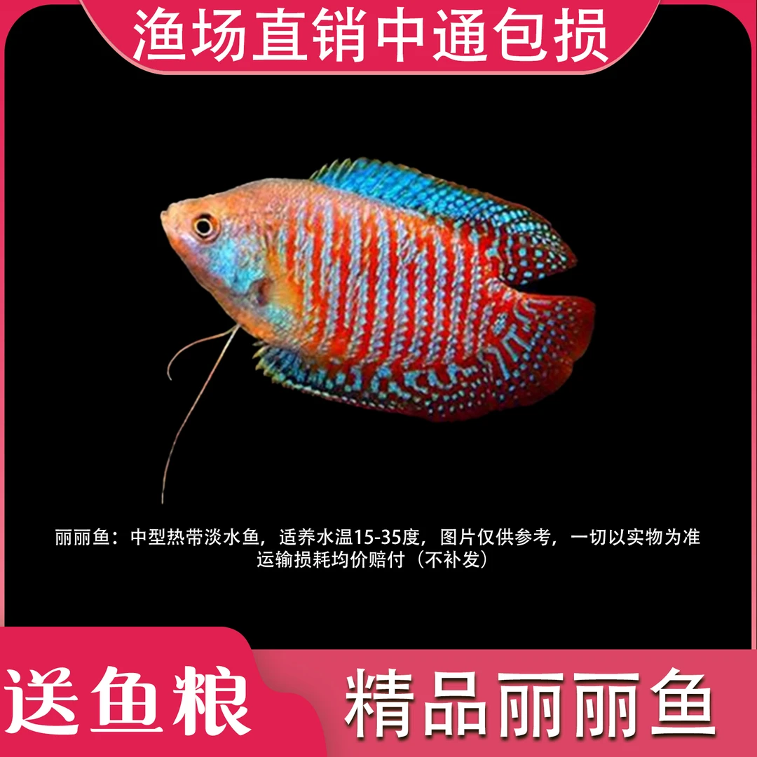 【丽丽鱼】五彩丽丽鱼活体草缸鱼热带鱼淡水鱼中型鱼观赏鱼好养耐活