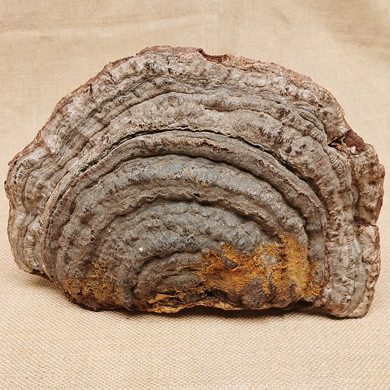 正宗 野生平盖灵芝 参菌滋补可煲汤煮水