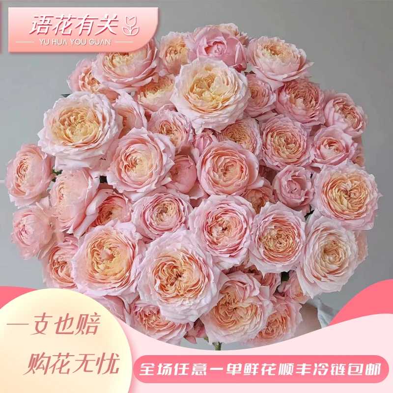【牛牛甄选】朱丽叶塔玫瑰 云南基地现采现发 一单顺丰包邮
