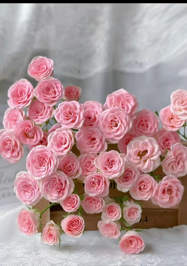 【牛牛甄选】心情稀有多头玫瑰 云南基地现采现发 一单顺丰包邮