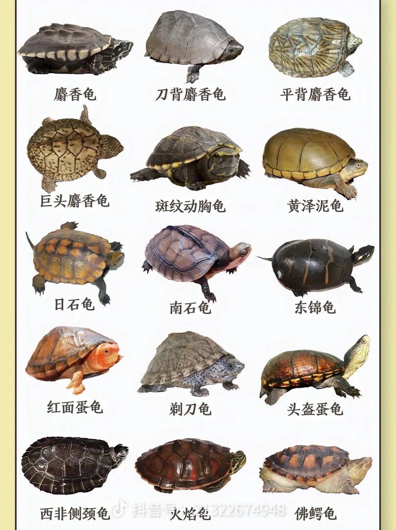 直播间链接白巴西非沼泽头盔麝香红面小乌龟
