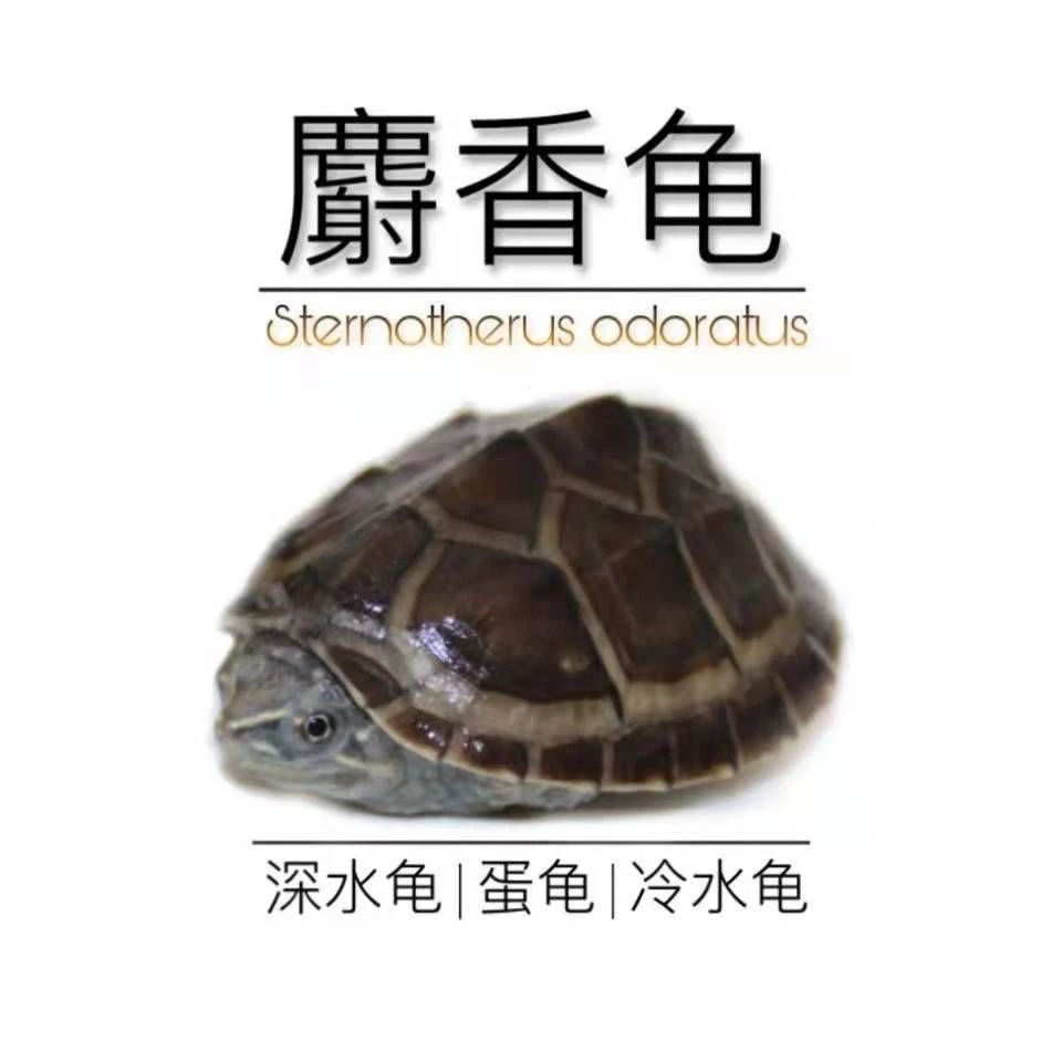 外塘冷水麝香龟苗红面蛋龟麝香蛋龟深水龟小乌龟活体鱼缸剃刀宠物