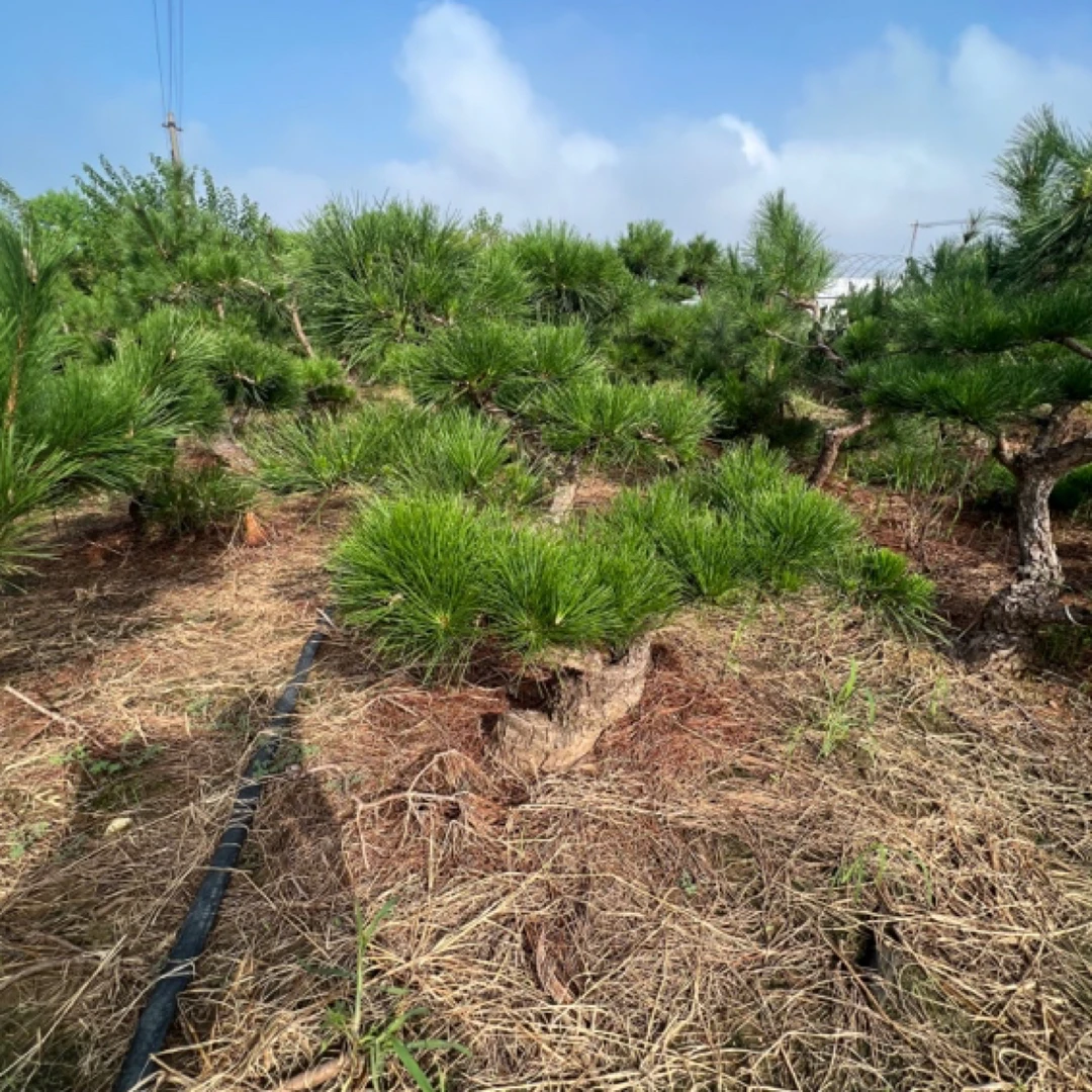 地景黑松 庭院松柏 文人型 悬崖临水 迎客松三河黑松盆景造型桩