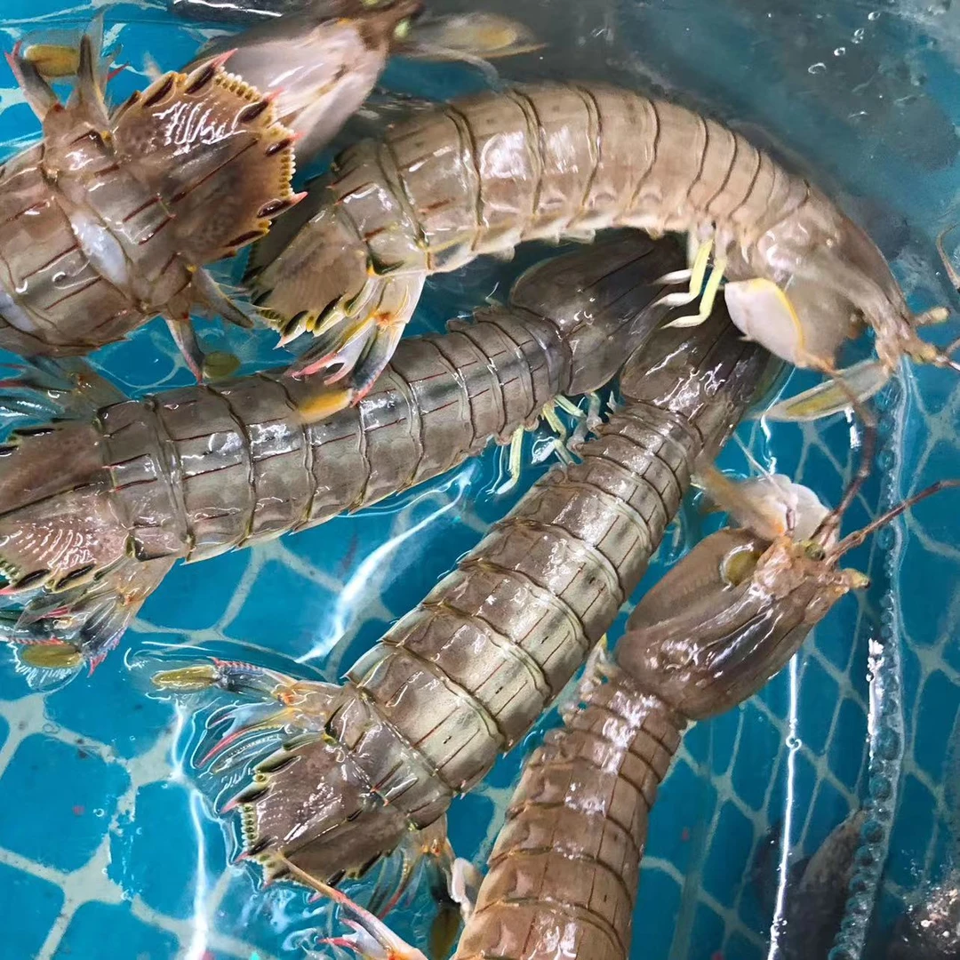 【小修精选海鲜】青岛本地野生海捕皮皮虾虾虎青岛发货