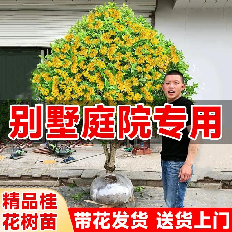【特大苗】桂花树苗大树嫁接四季桂花卉庭院绿植物老桩盆栽金丹桂