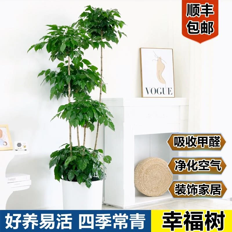 多层幸福树客厅盆栽大树老桩室内客厅除甲醛绿植四季常青植物盆景