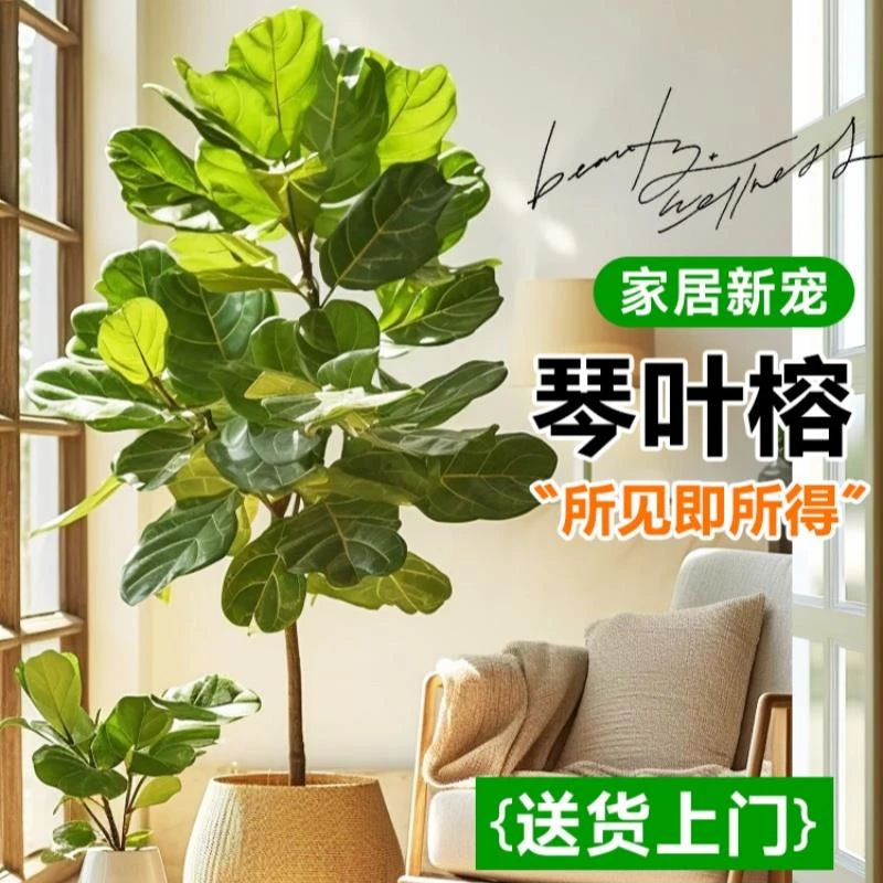 琴叶榕大型绿植老桩日式北欧风格办公室内绿植物落地真树四季好养