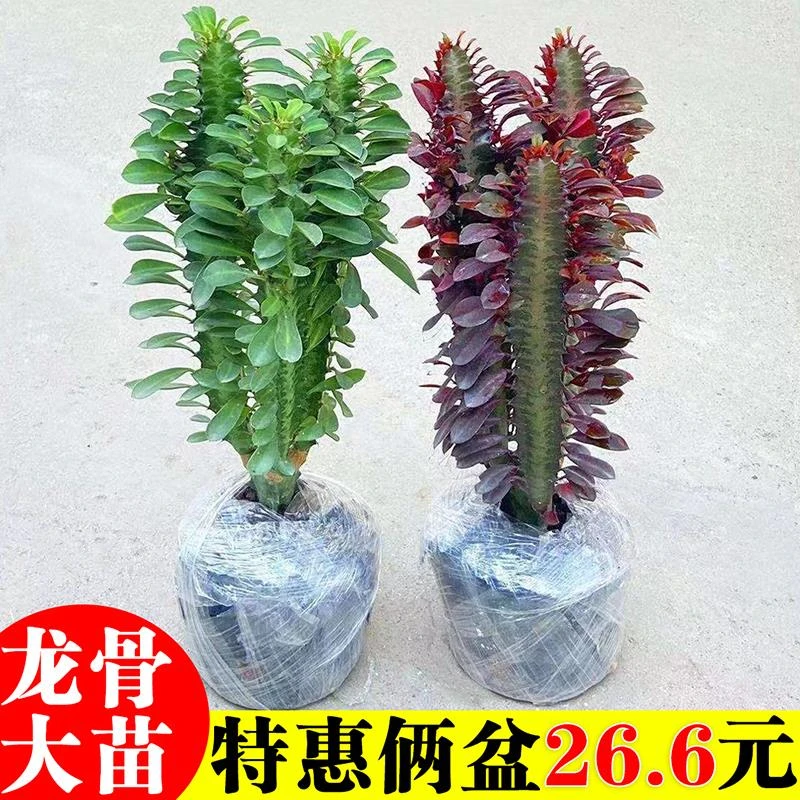 巴西龙骨植物盆栽大办公室桌面招财盆景室内客厅好养多肉绿植花卉