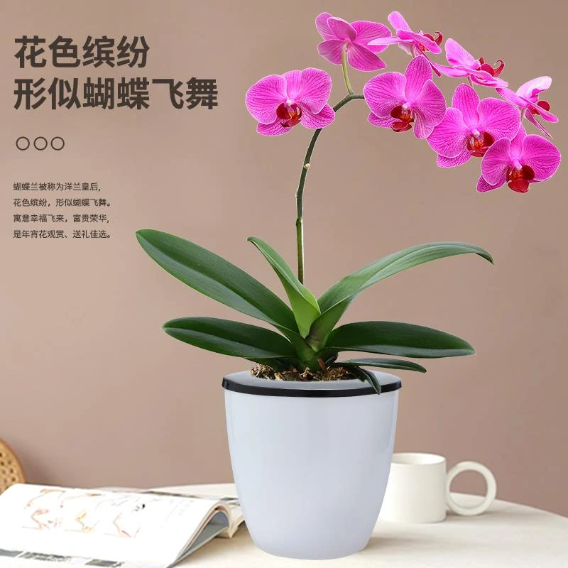 蝴蝶兰盆栽带花苞兰花苗绿植花卉大苗客厅室内植物花卉四季好养活