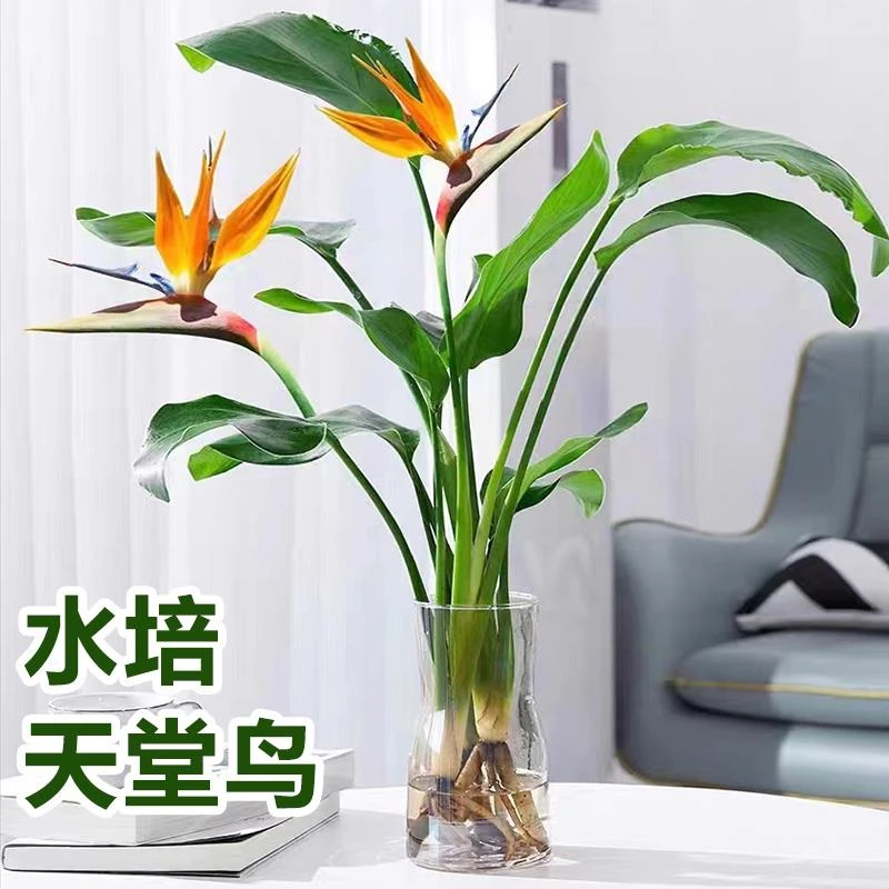 天堂鸟水培植物客厅好养花卉水养鹤望兰办公室内桌面四季常青绿植