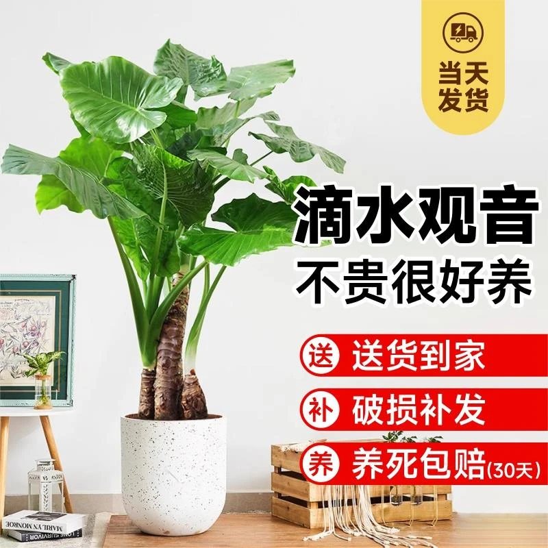 滴水观音大型绿植盆栽霸王芋大叶老桩室内客厅办公室水盆绿植盆景