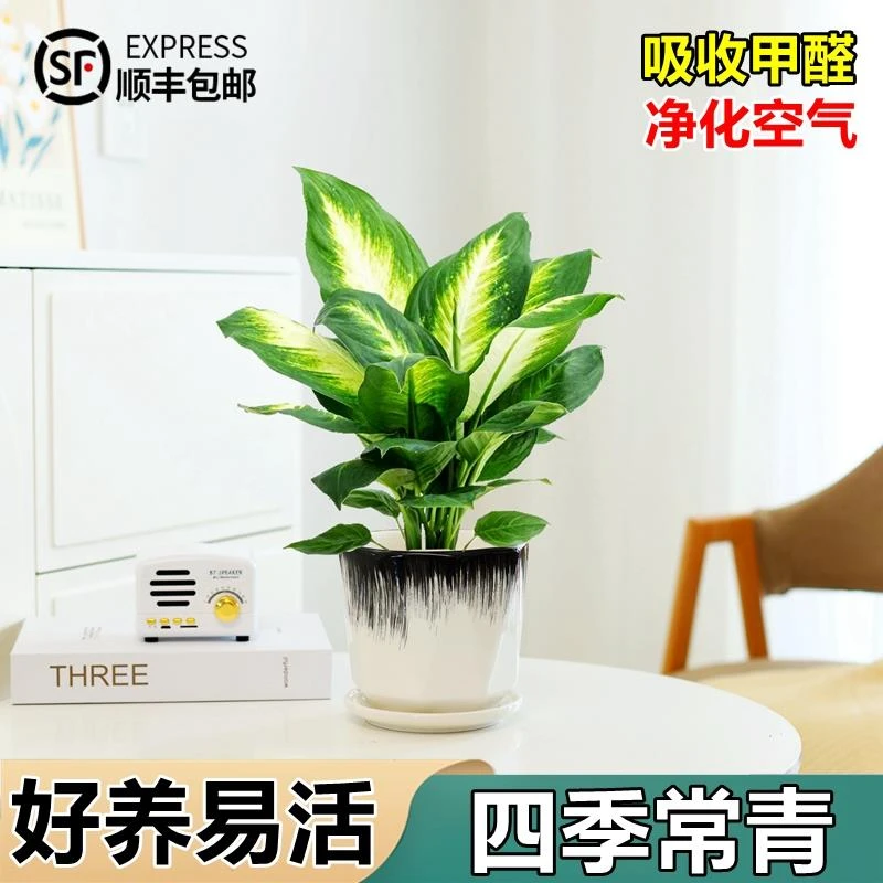 花叶万年青盆栽花卉植物室内花情绪稳定绿植室内客厅好养活玛丽安