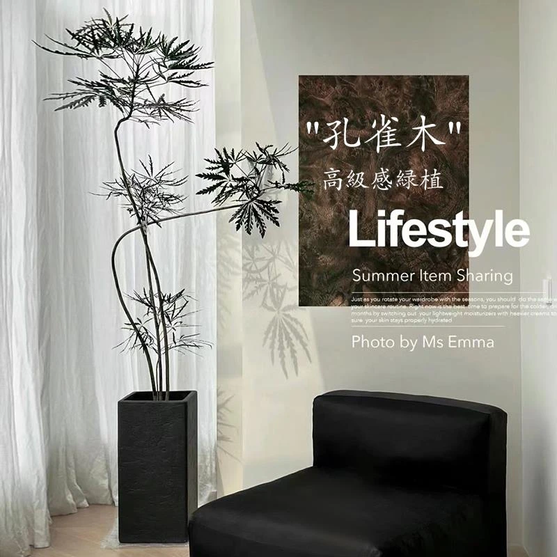 孔雀木绿植室内大型落地盆栽客厅办公室网红造型观叶植物四季好养