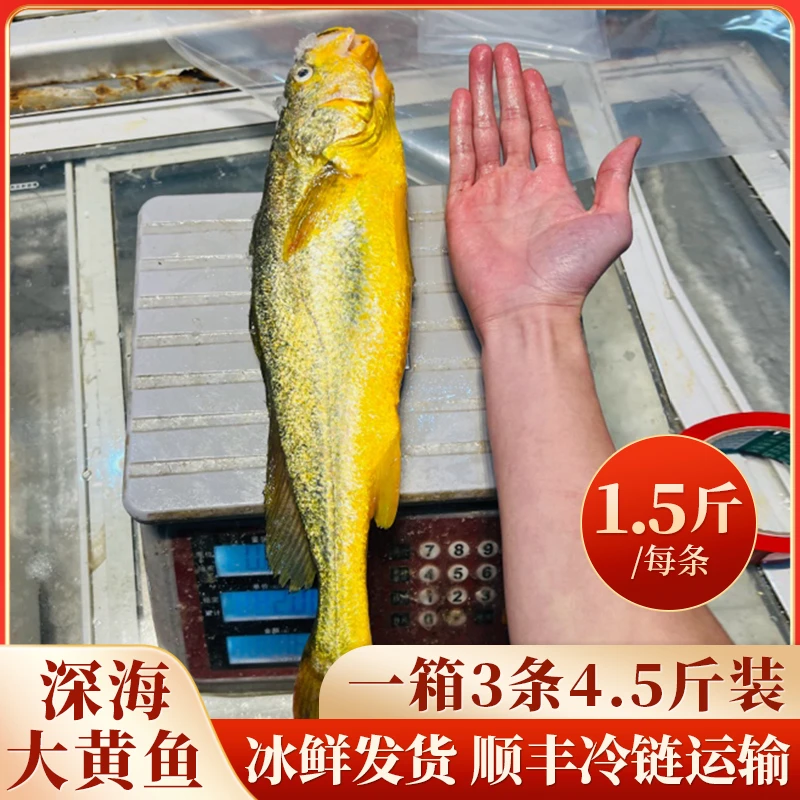 宁德大黄鱼，1.5斤规格，一箱3条4.5斤装，发货，顺丰包邮东方