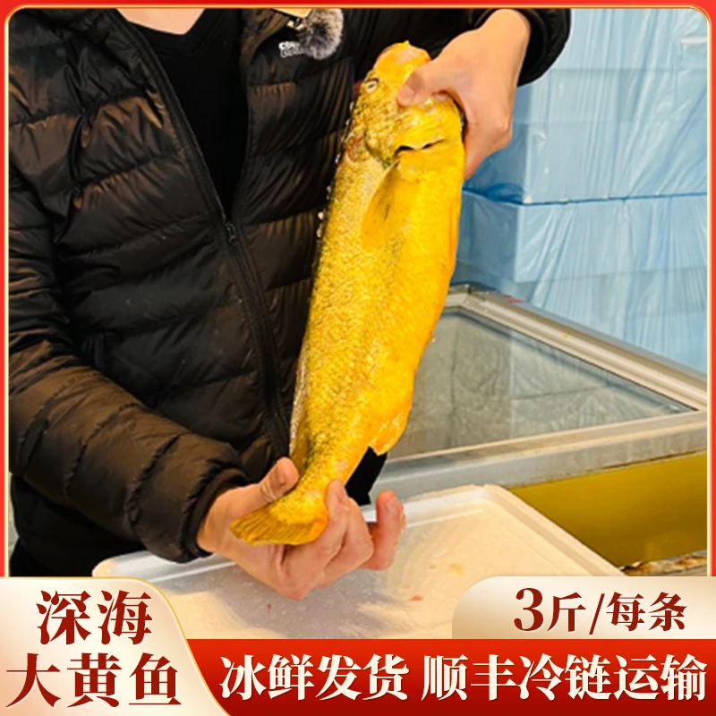【直播推荐】宁德正宗深海大黄鱼，3斤规格，一箱1条装，冰鲜发货，顺丰包邮，新鲜到家【次日达】炸鱼