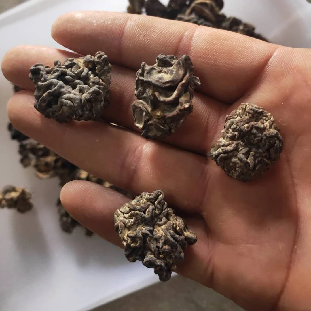 嵩县核桃菌口感肉嫩