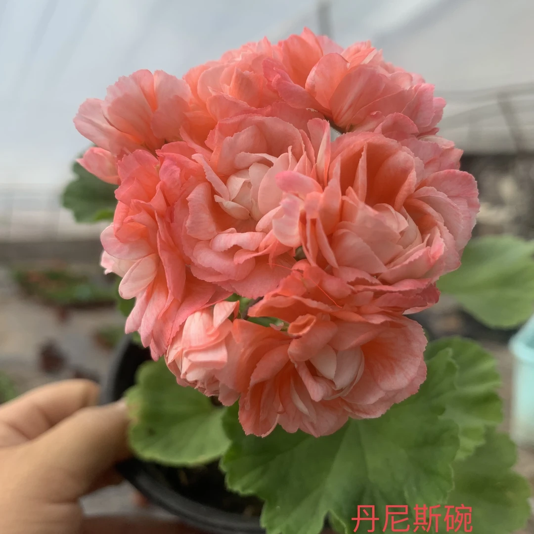 直立天竺葵【丹妮斯碗】好养 包邮