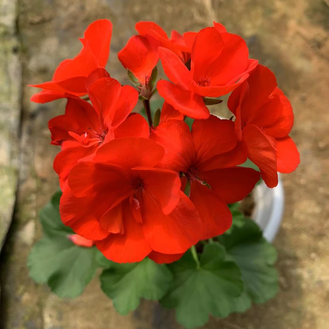 【炫橙】开播福利直立天竺葵包邮