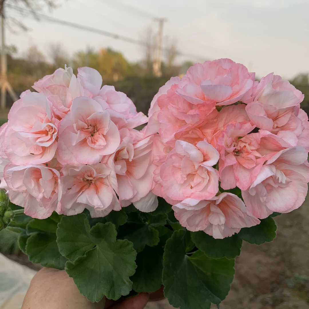 【棉花糖】(一盆包邮;拍三发四)