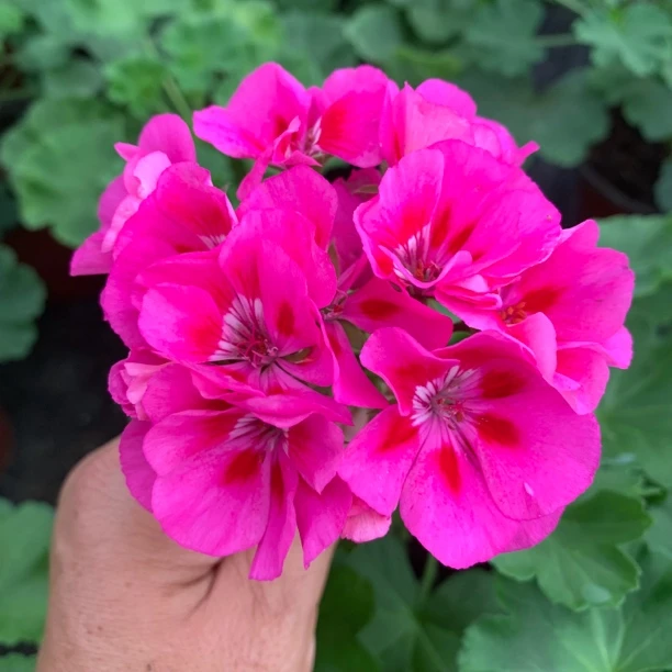 【玫红飞溅】（一盆包邮拍三发四）