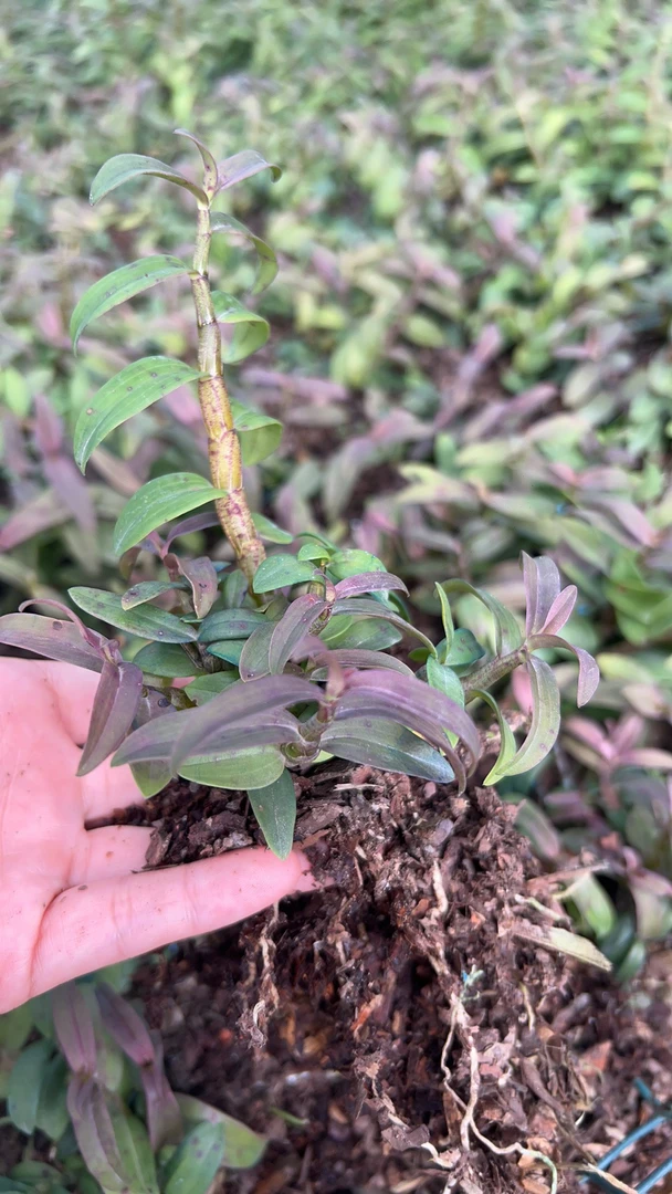 可食用可种植雁荡山铁皮石斛一年苗/发10丛