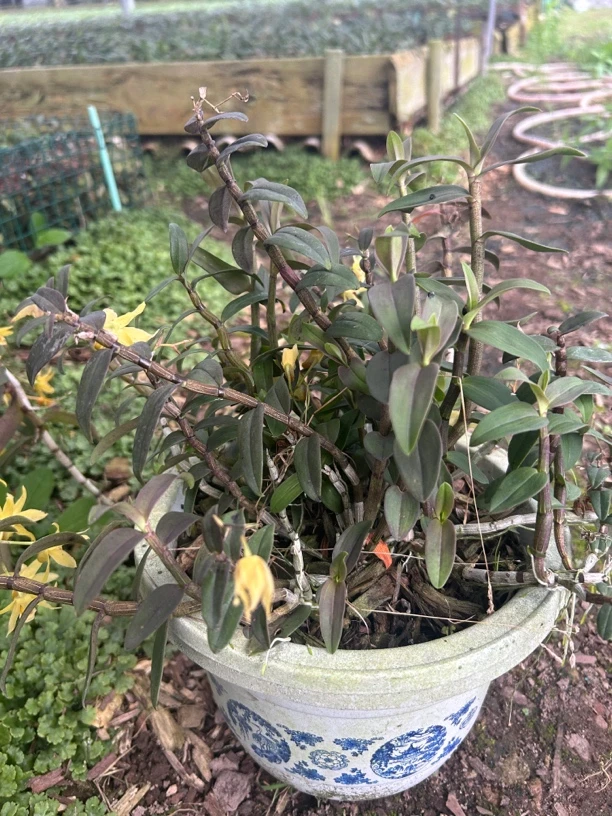 雁荡山铁皮石斛盆栽带盆发货