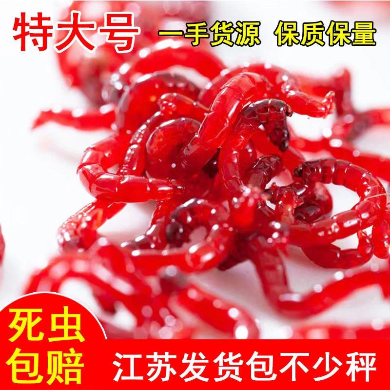红虫活饵鲜活特大黑头公虫拉饵钓鱼野钓窝料活体喂鱼鱼食鲫鱼饵料