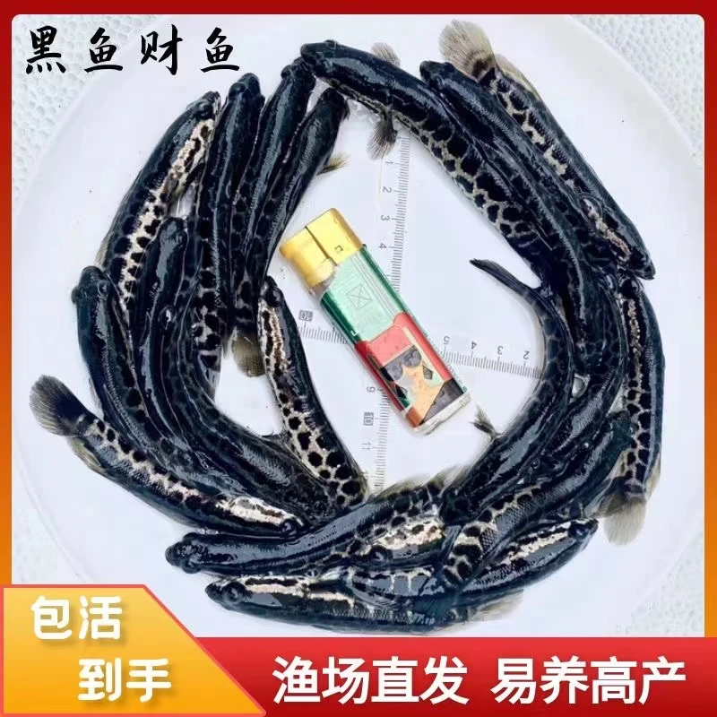 黑鱼乌鱼财鱼生鱼柴鱼乌鳢鱼宠物活体鱼水族观赏活体鱼饲养鱼发货