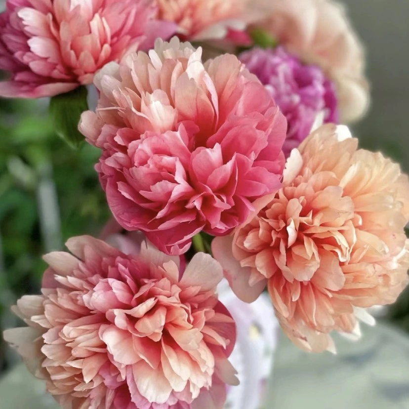 进口芍药：萝莉（百变女王）苗