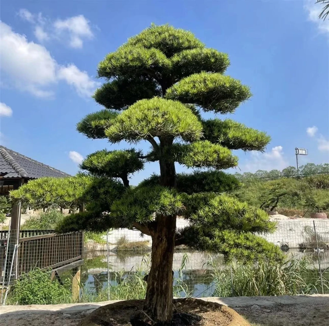 造型罗汉松庭院别墅绿化 直播间一物一拍1