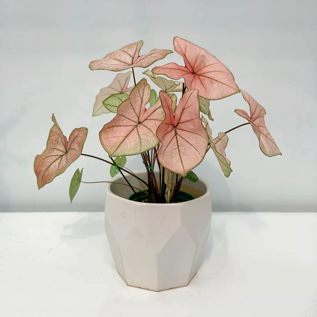 彩叶芋网红绿植天南星科热植室内阳台办公室桌面盆栽室内观叶植物