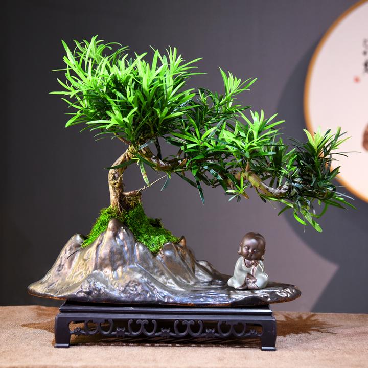 禅意/意境悬崖罗汉松 室内好养盆景盆栽绿植花卉客厅茶几美观自然
