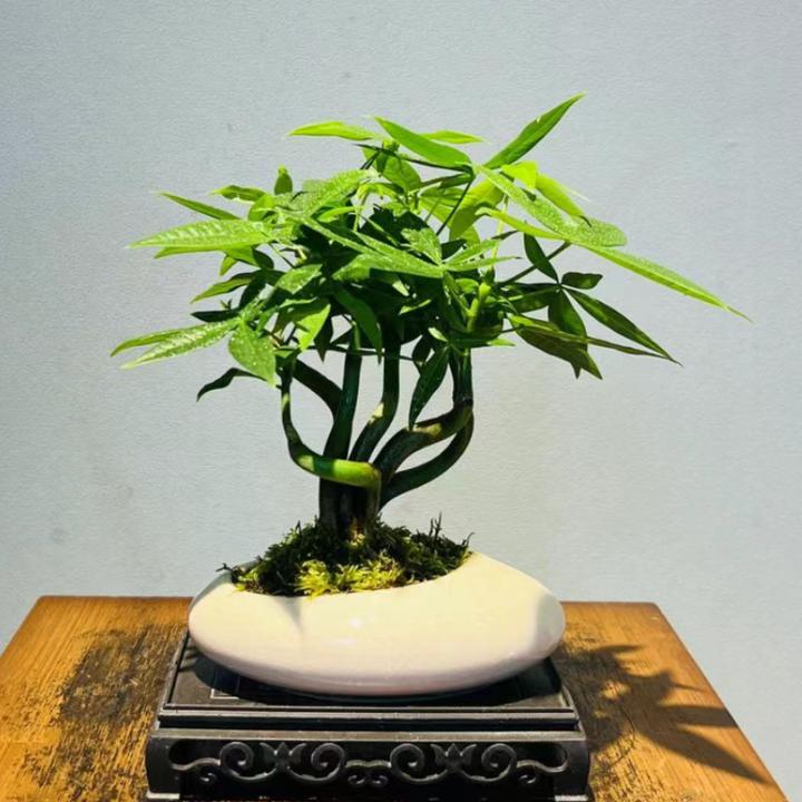 化缘哥窑白盆奇趣小发财树+长方座