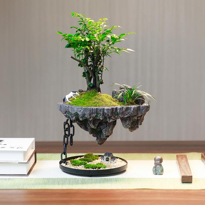 【天空之城】小叶紫檀悬浮绿植盆栽客厅空间盆景好养办公桌植物摆件