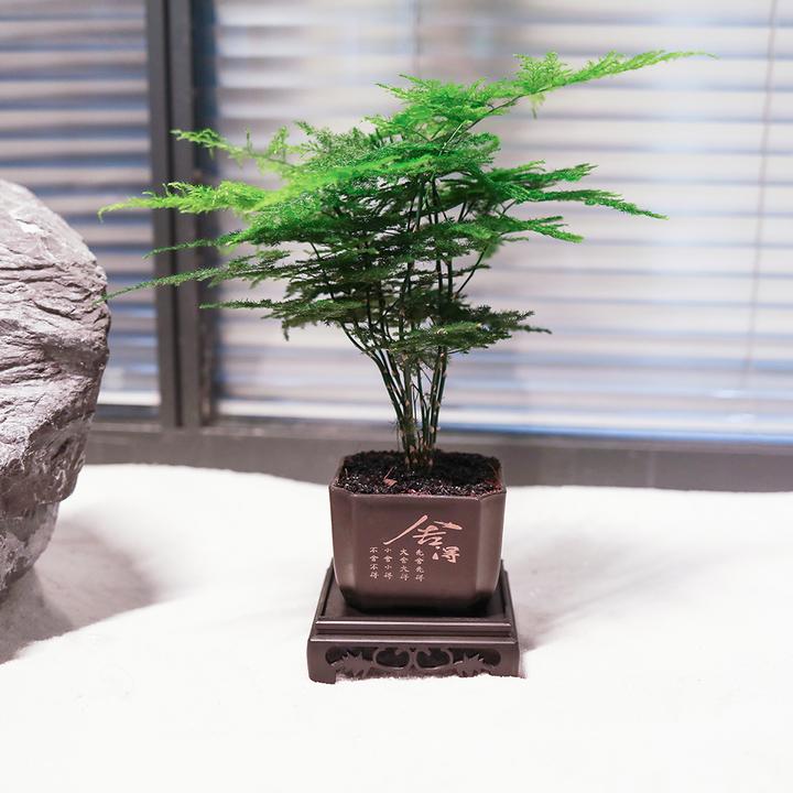 【文竹】小竹林古典中式培育茶桌书桌造型好养鲜活绿植成品发货