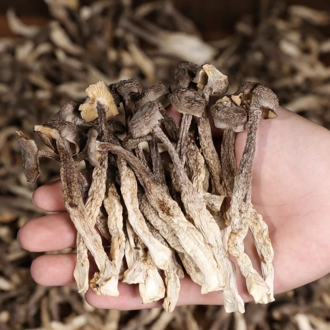贵州大山货=鹿=茸=菇=原生态农家产品肉质肥厚250g-500g