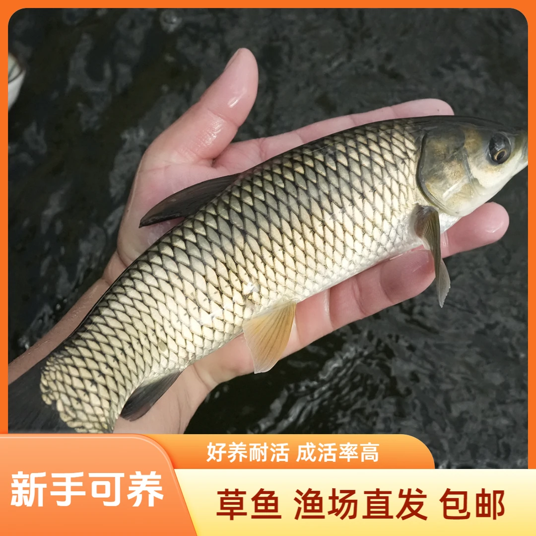 【活体】草鱼  青鱼  花鲢鱼 白鲢鱼  观赏鱼淡水鱼冷水鱼