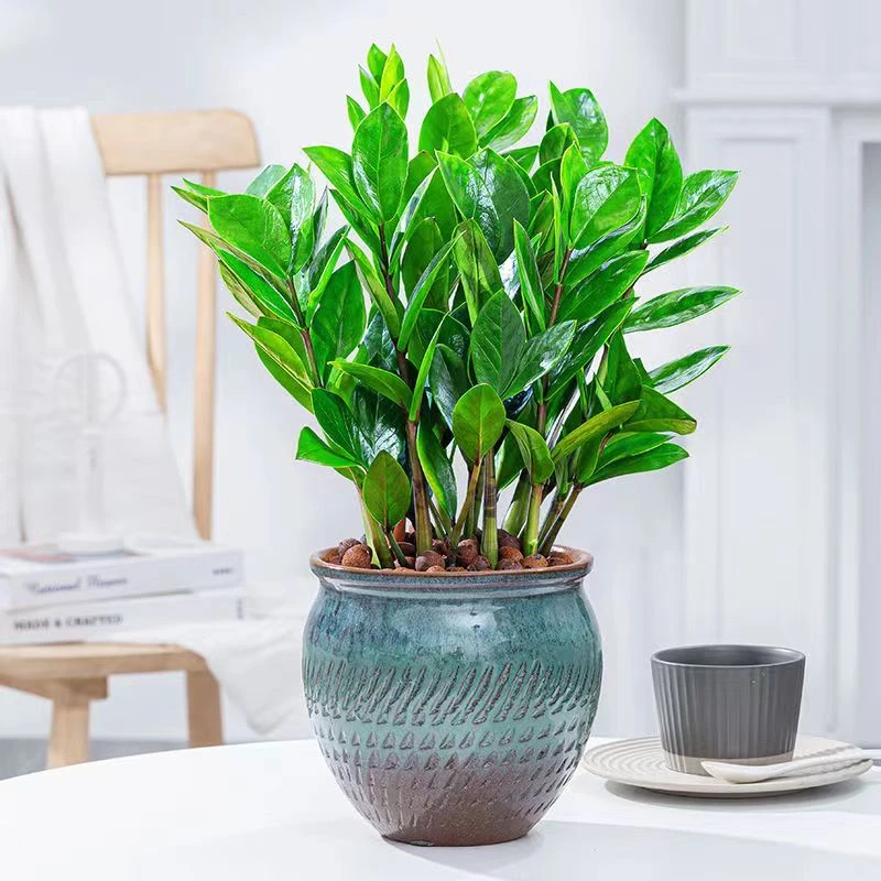 小盆金钱树盆栽绿植花卉客厅阳台桌面摆件