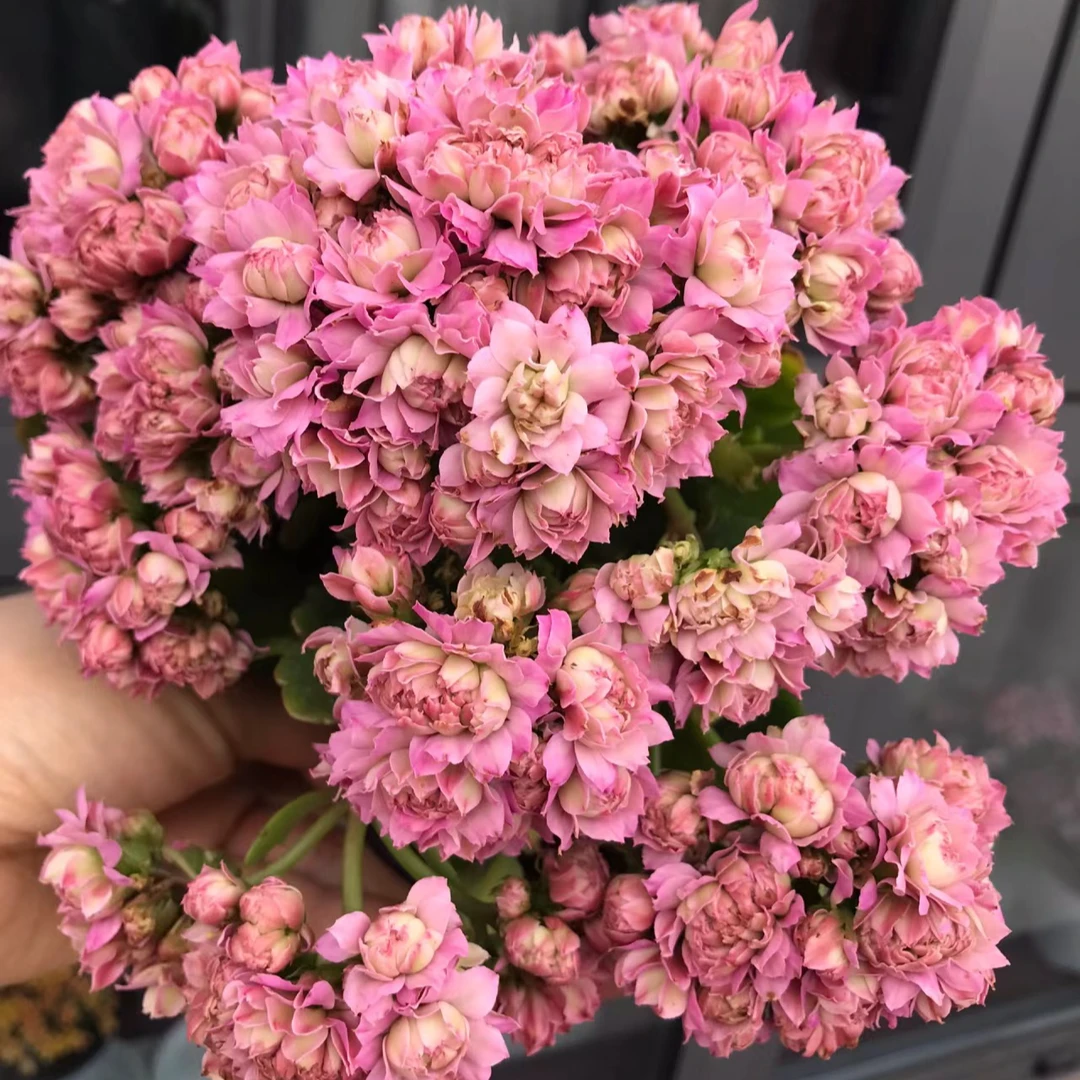 【昊景100盆 桃花渡】长寿花四季开花阳台盆栽大花重瓣花卉植物