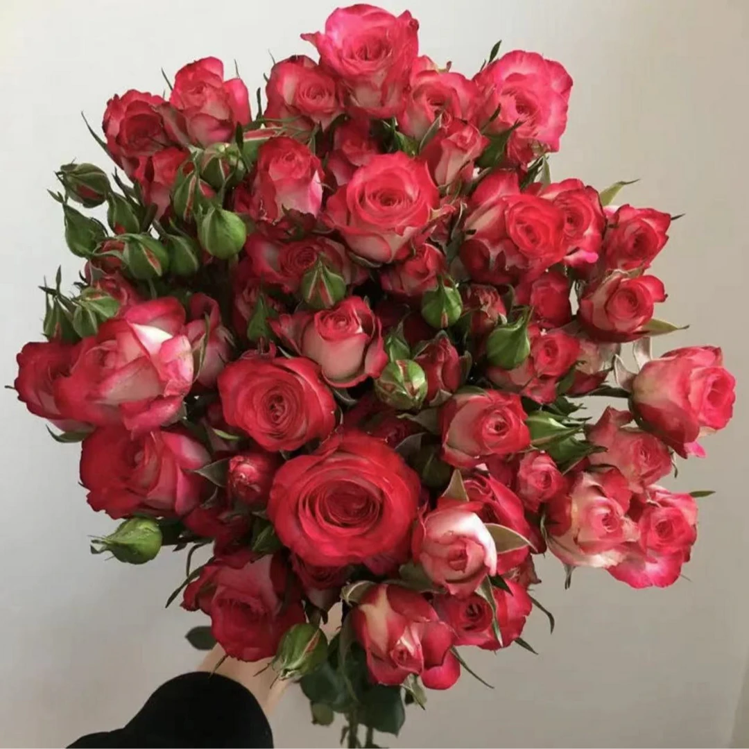 【花桥花卉】狮子座多头玫瑰