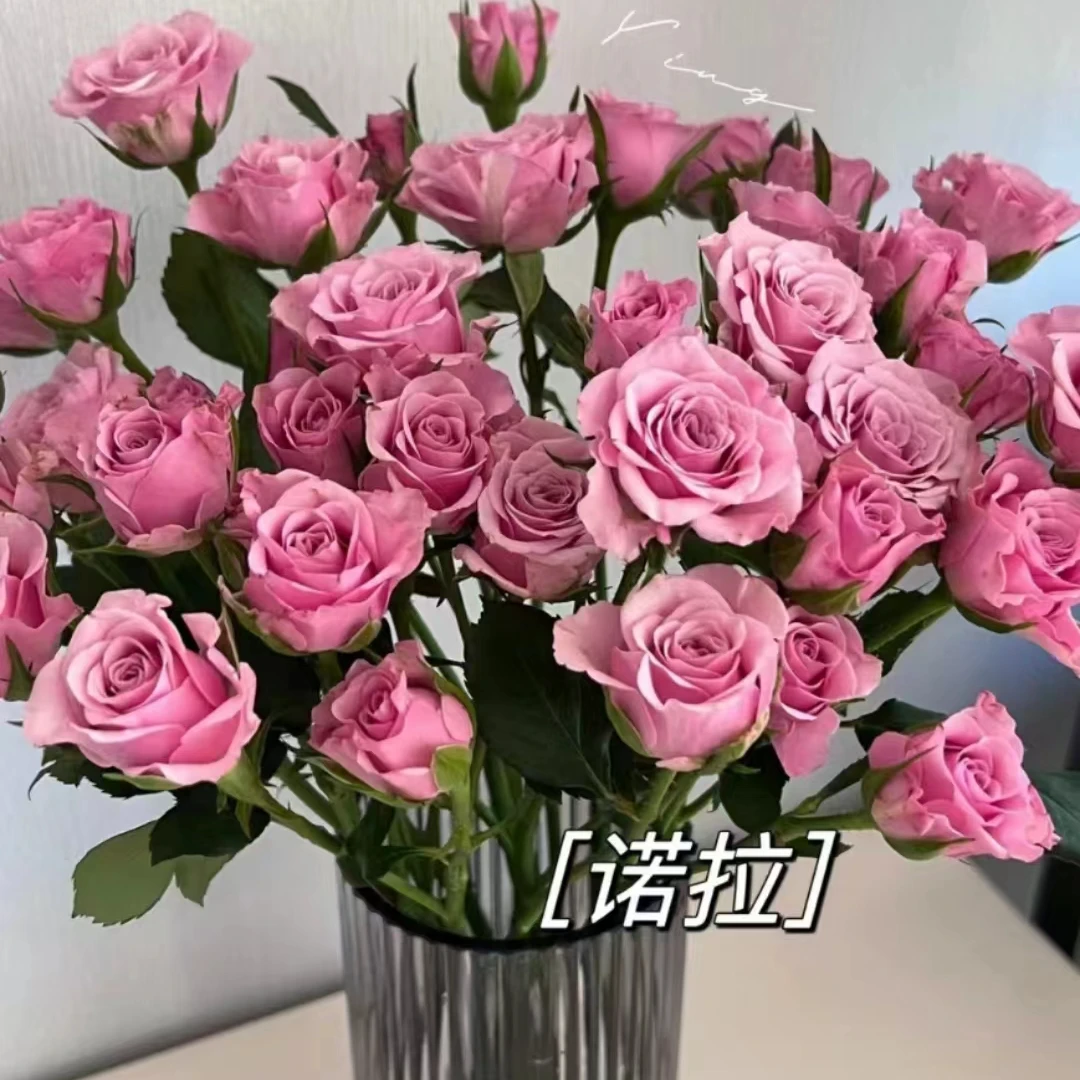 【花桥】诺拉多头(全场两单包邮)