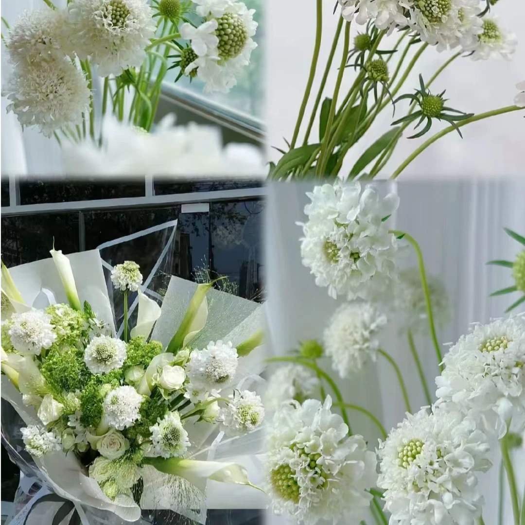 【花桥】松虫草鲜花（两单包邮）
