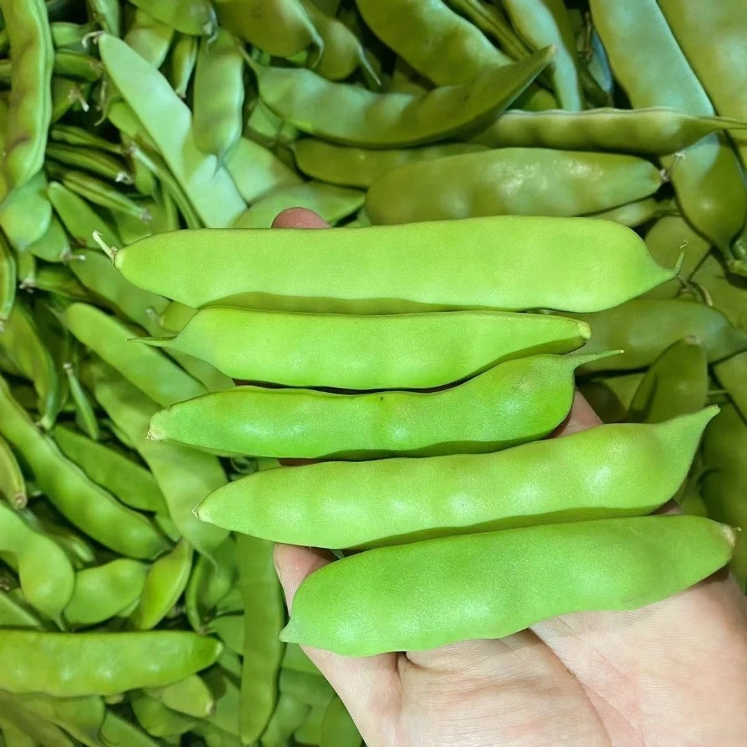 东北温室暖棚九月青油豆角（温室豆角普通偏小）吉林特产