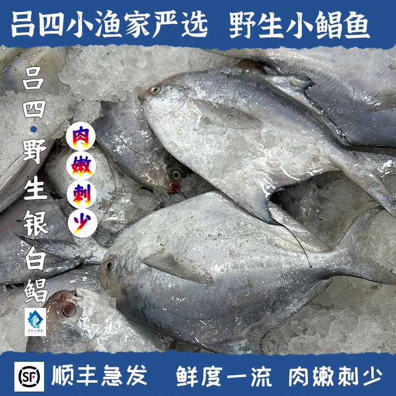 【吕四渔港】纯野生流网白鲳鱼 新鲜野生海捕银昌鱼（5斤/8斤可选）