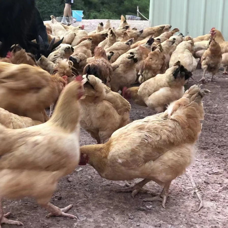 农村散养老母鸡2只 净重4.5斤 现宰现寄 顺丰包邮