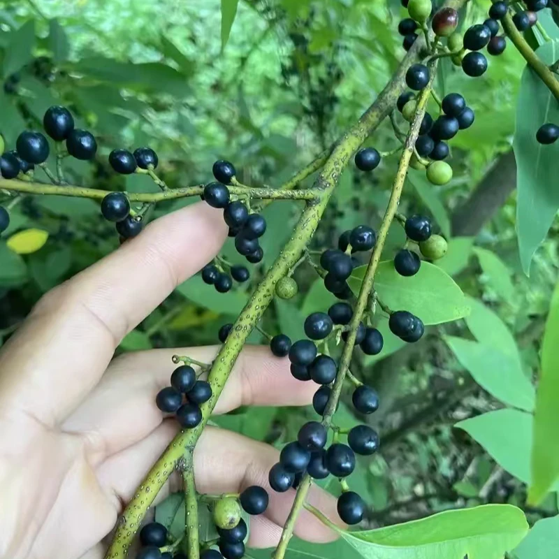 广东深山老林山苍子