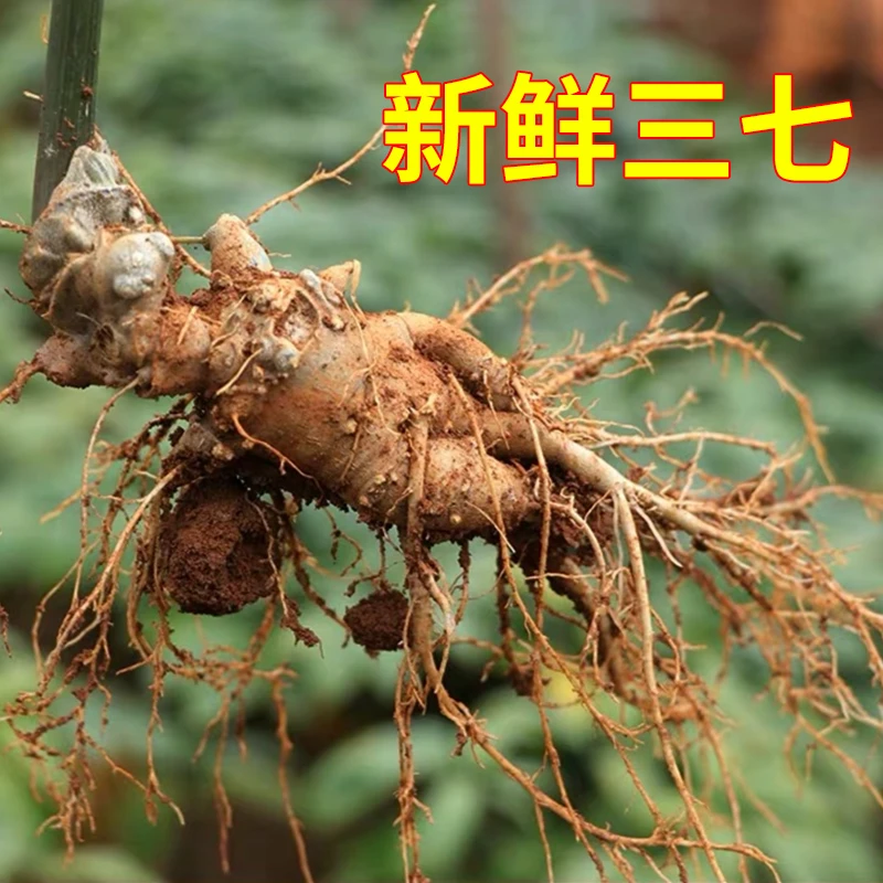 【新鲜三七】现挖云南文山直发 3头6头8头适合泡酒煲汤